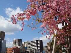 河津桜が満開です。コートが重たくて暑い