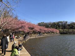 小松ヶ池の畔にも、桜並木
