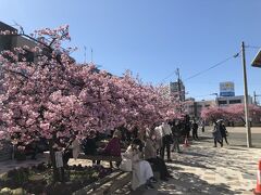 三浦海岸の駅前広場も、桜がきれい