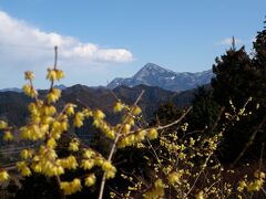 蝋梅の花越しに武甲山を眺めることが出来ます。
