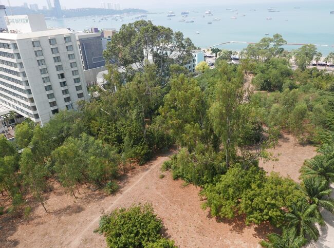 ビュタレーコンドミニアム6横の空き地では年々大きくなる樹木。