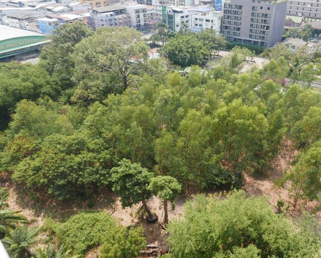 ビュタレーコンドミニアム6横の空き地では年々大きくなる樹木。