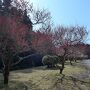 国東半島の中心にある「梅園の里」は名前の通り沢山の梅の花が咲き誇りとても綺麗な場所でした。☆(^0^)☆