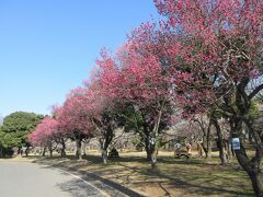 駐車場から梅林へ。
早速紅梅が迎えてくれました。