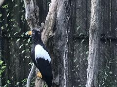 その後山鼻休憩所から釧路市動物園にオオワシ
