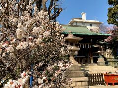 お稲荷様と同じ境内に五條天神社もあります。。。

梅の花が綺麗♪
