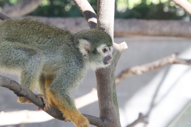 長距離ドライブで北陸信州レッサーパンダ遠征 ７ いしかわ動物園 前編 サルたちの森から小動物プロムナードのレッサーパンダ中心に アクア哀悼 金沢 石川県 の旅行記 ブログ By まみさん フォートラベル