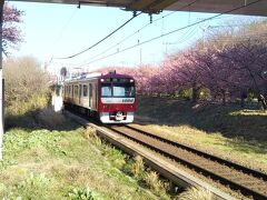 三浦海岸桜まつり