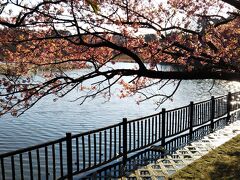 近くには池があり、池の周りに河津桜が咲いています。