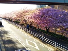 三浦海岸桜まつり