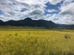 塩田平方面へ向かう上田電鉄からの車窓。塩田平辺りの平地は田んぼが多く、稲穂が黄金色にたなびく。このあと塩田町駅で下車。