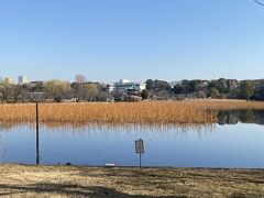 湯島天満宮を後にして、不忍池までやって来ました。