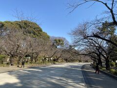 上野公園内の桜もまだまだです。