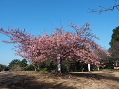 うわ～、河津桜が満開。