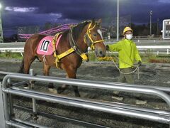 ＜帯広ばんえい競馬＞世界で唯一、重量物を積載したそりを農耕馬が曳く、ばんえい（輓曳）競馬を見てきました。通常の競馬で使われるサラブレッド系でなく、農耕馬がレースに参加します。