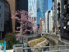 並木橋手前には渋谷川。ここは昔は所謂ドブ川でしたが、最近は綺麗になりました。リバーストリートと呼ばれている川沿いの遊歩道には河津桜。