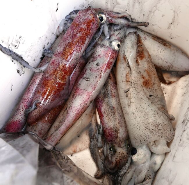 メーバーンが田舎に持って帰るイカです。