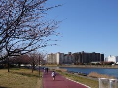 日にち変わって汐入公園へ。
隅田川沿いの遊歩道を歩きながら桜鑑賞しました。