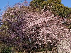 続いて、上野公園へ。
こちらは公園入口の交番隣の寒桜。