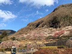 幕山の麓が、梅の花の絨毯になっています