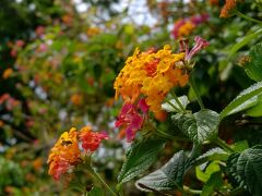 ランタナの花が咲き誇っています。
３月ですが香港はもう初夏の装い。