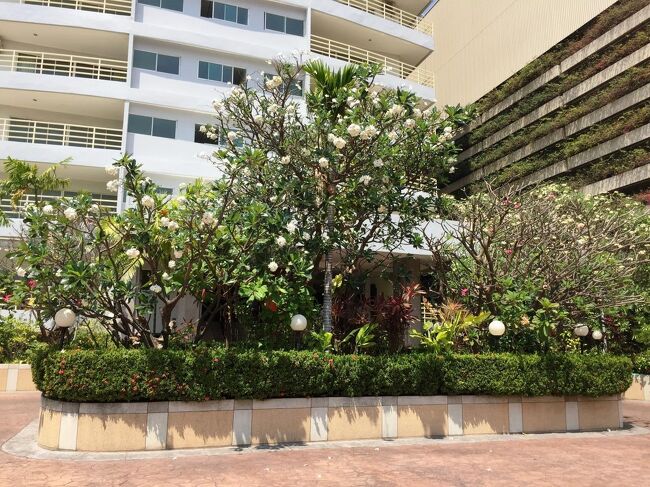 ビュタレーコンドミニアムのエントランス<br />ただいまプルメリアの白い花が咲いて甘い香りが漂っている。