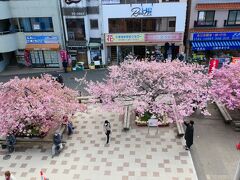 ここは京浜急行「三浦海岸」駅
沿線でも有名な河津桜の名所

駅のホームから見下ろすと、もう！