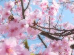 毎年開催される「桜祭り」は当然中止