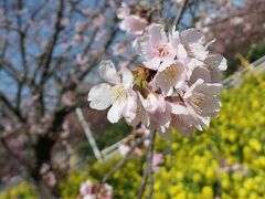 小松ヶ池公園には、種類の違う桜
残念ながら名前が不明