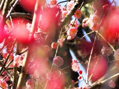 奥の梅にどうしてもピントが合わない～(;'∀')

練習をもっと頑張りましょう。。
（そもそも説明書をよく読まないとね…）