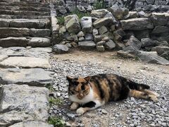 今帰仁城跡の猫さん。
いろんな観光客（私含む）に触られても、おっとりぽってり。