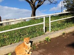 今日は昨日までと違ってあったかいねえ。