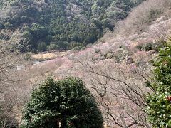 梅林の中で一番高い場所からの眺め。ここは超オススメの絶景スポットと地図に書かれていました。
梅の綺麗さがわかるかしら？