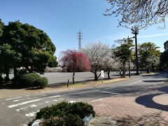 ようやく第二公園に到着。
さっそく白梅と紅梅が迎えてくれます。