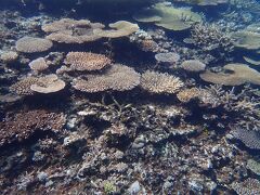 翌日は八重干瀬へシュノーケリングツアー

珊瑚がとてもきれい

