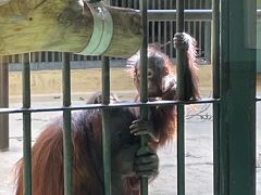 次はオラウータン館へ。
わー！親子でいる！赤ちゃんかわいい(^^)