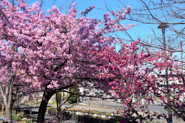 江川せせらぎ遊歩道の河津桜2021～春を彩る早咲き桜～（川崎市中原