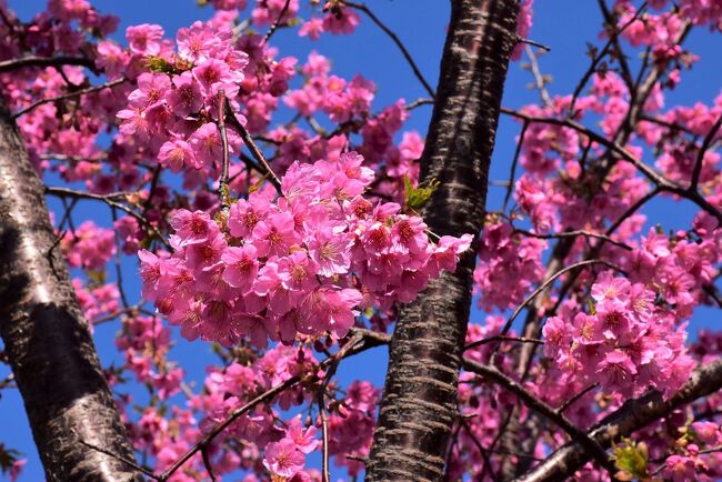 江川せせらぎ遊歩道の河津桜2021～春を彩る早咲き桜～（川崎市中原