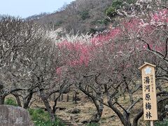 梅は品種により満開のものもあれば、まったく咲いてない木もあって、梅林全体としては五分咲きといったところです。