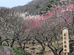 幕山　湯河原梅林