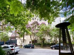 【Enosteria Vino e Cucina／Vila Nova Conceicao／イタリアン料理】

イッペーの花が桜に見えます...ああ、最高...