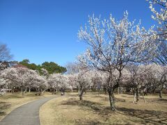 ２月～３月上旬にかけて梅が見頃な大宮第二公園に挟まれた中間あたりに位置しています