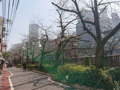 目黒川の桜はまだまだ。
