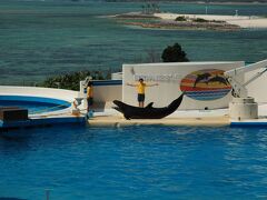 シャチやイルカが見事な芸を披露していました。