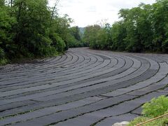 安曇野わさび田湧水群