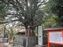 ご神木のなぎの大樹、天然記念物に指定されています。
