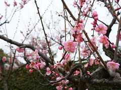 白鳥庭園の次は名古屋城へも行ってみました。
梅が咲き始めるころでした。
