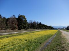                        古墳外堀の「菜の花畑」