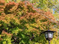 まずは、紅葉の名所、吉香公園へ。
…なのですが、やはりまだ早かったか。
少しだけ色づいたところがちらほらある程度。
（紅葉シーズンは11月中旬で、2週間ほど早いです）