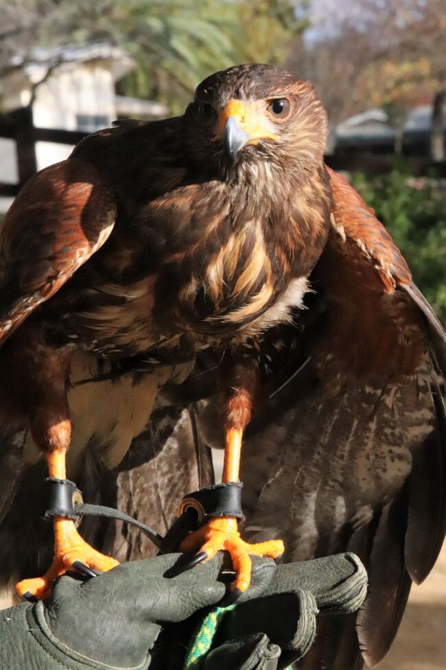 姫路 鯖江レッサーパンダ遠征 公共交通機関では９ヶ月ぶり ４ 姫路市立動物園 レッサーパンダのひなたくんとみほちゃんのおやつと夕食タイムも 姫路 兵庫県 の旅行記 ブログ By まみさん フォートラベル
